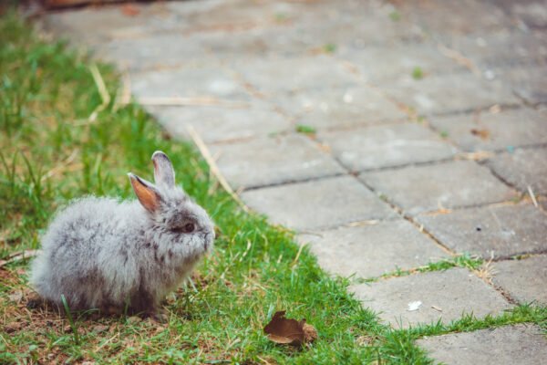 How to keep rabbits out of garden