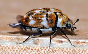 How to get rid of carpet beetles