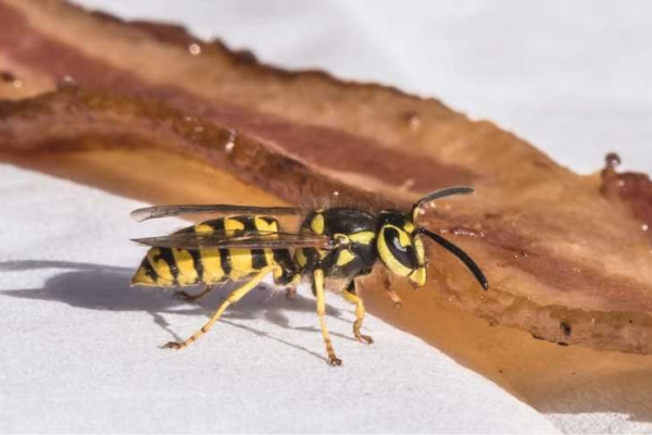 What does a yellow jacket look like: